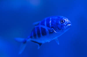 Fish In Blue Water Awesome Animal Wallpaper