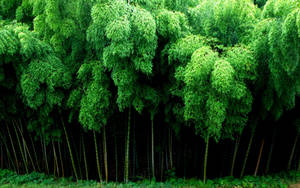 Fishpole Bamboo Forest Wallpaper