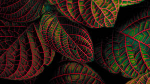 Fittonia Leaves With Red Stripes Plant 4k Wallpaper