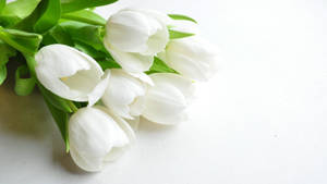 Five White Roses Condolence Wallpaper