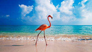 Flamingo At Aruba Beach Wallpaper