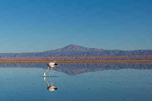 Flamingo Birds Drinking Water Wallpaper