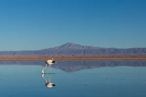 Flamingo Birds Drinking Water Wallpaper