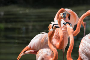 Flamingo Flock Awesome Animal Wallpaper
