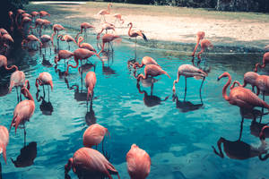 Flamingo Flock In Lagoon Wallpaper