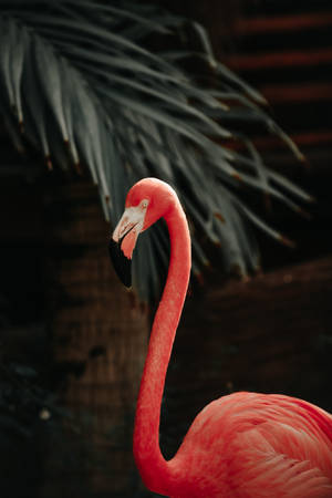 Flamingo Long Neck Wallpaper