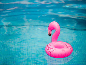 Flamingo Pool Float Wallpaper