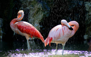 Flamingo Rain Shower Wallpaper