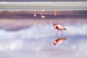 Flamingo Water Reflection Wallpaper