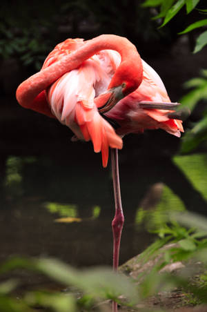 Flexible Crimson Flamingo Wallpaper