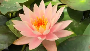 Floating Pygmy Water Lily Wallpaper