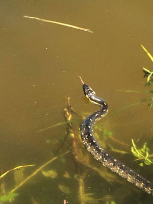 Floating Water Moccasin In Forest River Wallpaper