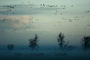 Flock Of Birds In Nature Landscape Wallpaper