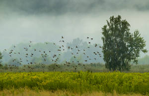 Flock Of Birds In Nature Wallpaper