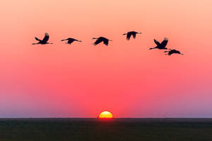 Flock Of Birds In Sky Sunset Wallpaper
