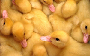 Flock Of Ducks Wallpaper