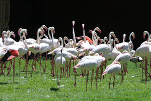 Flock Of Pink Flamingos Beautiful Birds Wallpaper
