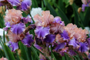 Florentine Silk Iris Flowers Wallpaper
