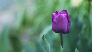 Flower 4k Purple Tulip Wallpaper