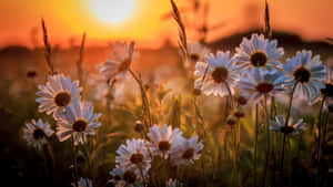 Flower And Sunset In Cute Spring Desktop Wallpaper