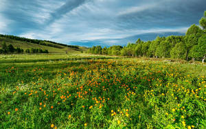 Flower Field Of The Mongolias Wallpaper