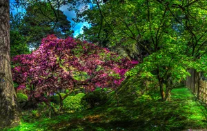 Flower Garden With Pink Flower Tree Wallpaper