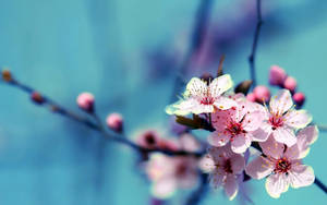 Flower Hd Cherry Blossom Flowers Wallpaper