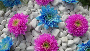 Flower Hd Pink And Blue Carnation Wallpaper