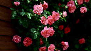 Flower Hd Pink Roses Wallpaper