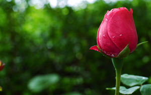 Flower Hd Rose Bud Wallpaper