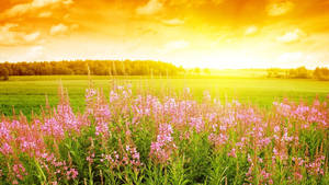 Flower Hd Sunrise Field Wallpaper
