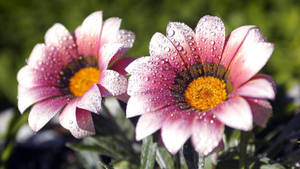 Flower Hd White And Pink Petals Wallpaper
