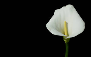 Flower Hd White Calla Lily Wallpaper