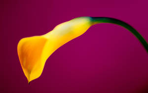 Flower Hd Yellow Calla Lily Wallpaper