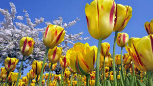 Flower Hd Yellow Tulips Wallpaper