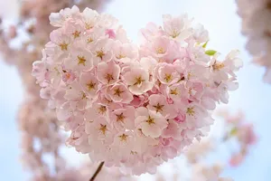 Flower Heart Wallpaper