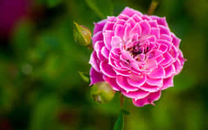 Flower Nature Pink Garden Rose Wallpaper