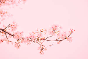 Flowering Of Beauty - A Spectacular View Of Pink Cherry Blossoms Wallpaper