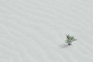 Flowering Plant In Pure White Snow Wallpaper