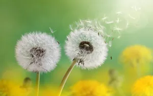 Flowers 4k Dandelions Wallpaper