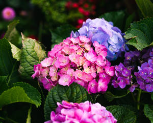 Flowers 4k French Hydrangea Wallpaper