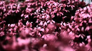 Flowers 4k Pink Monochrome Wallpaper