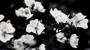 Flowers Aesthetic Black And White Laptop Background Wallpaper