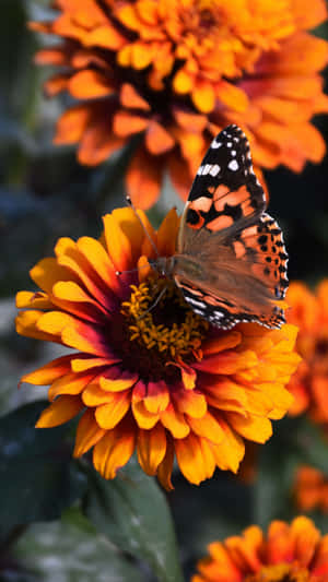 Flowers And Butterflies Nectar Love Wallpaper