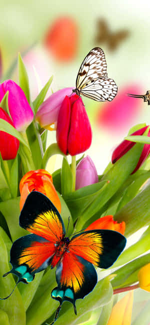 Flowers And Butterflies Tulips Nz Wallpaper