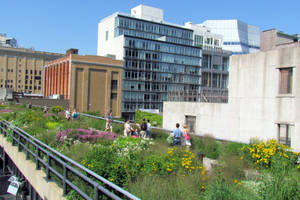 Flowers At The High Line Wallpaper