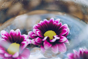 Flowers In Water Close Up Wallpaper