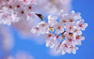 Flowers Nature Cherry Blossoms Wallpaper