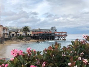 Flowers Near Cannery Row Shore Wallpaper