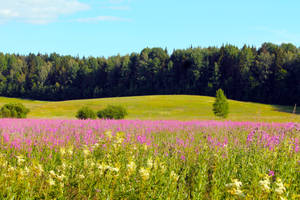Flowers Of Finland Green Meadows Wallpaper